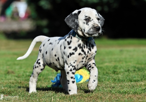 Male | colour white - black, collar light blue