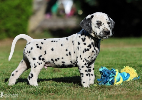 Male | colour white - black, collar light blue