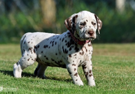 Female | colour white - liver, collar pink