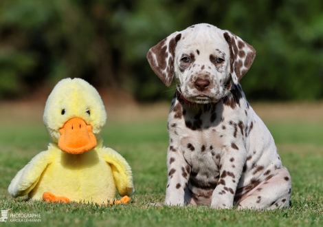 Female | colour white - liver, collar pink