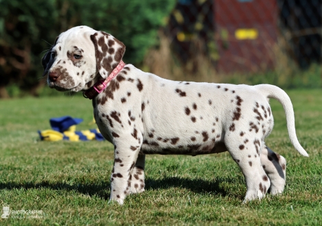 Female | colour white - liver, collar pink