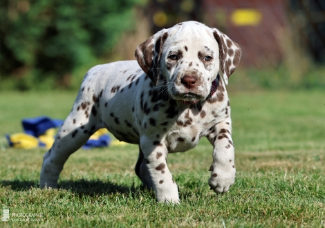Female | colour white - liver, collar pink