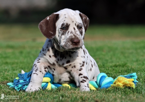 Female | colour white - liver, collar yellow