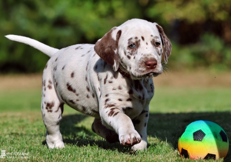 Female | colour white - liver, collar orange