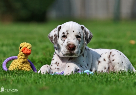 Male | colour white - liver, collar dark blue