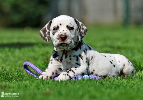 Female | colour white - liver, collar pink