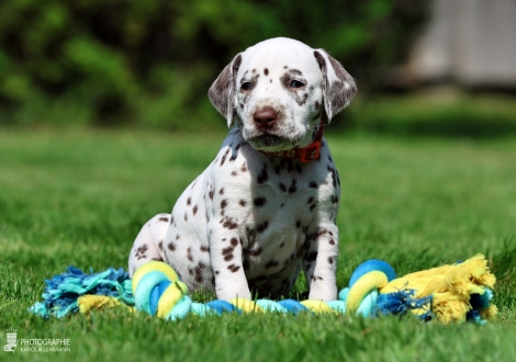 Female | colour white - liver, collar orange