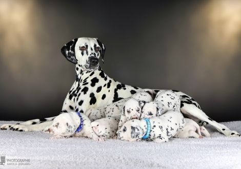 Christi ORMOND Droplet Deluxe (called Auri) with her Christi ORMOND MM - Litter 3rd week of life