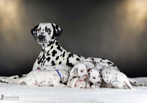 Christi ORMOND Droplet Deluxe (called Auri) with her Christi ORMOND MM - Litter 3rd week of life