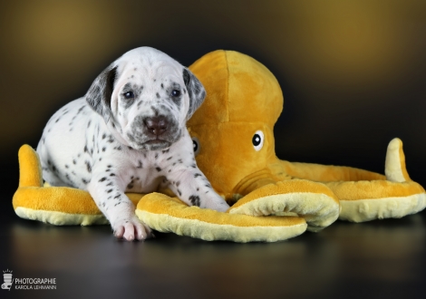 Female | colour white - liver, collar yellow
