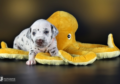 Female | colour white - liver, collar orange