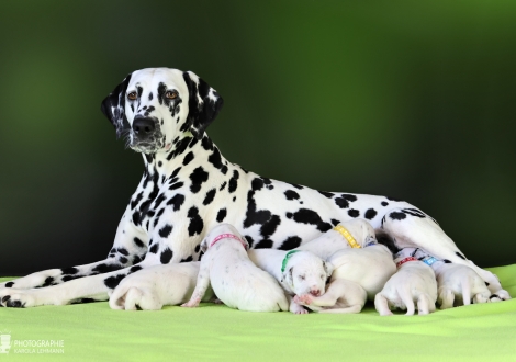 Christi ORMOND Droplet Deluxe (called Auri) with her Christi ORMOND MM - Litter 2nd week of life
