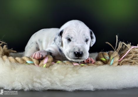 Male | colour white - black, collar light blue