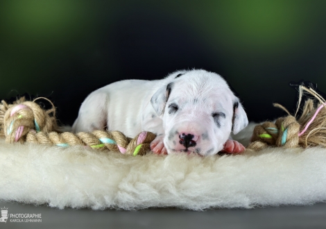 Male | colour white - black, collar black