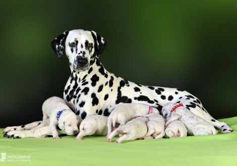 Christi ORMOND Droplet Deluxe (called Auri) with her Christi ORMOND MM - Litter 2nd week of life