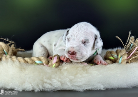 Male | colour white - liver, collar green