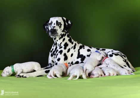 Christi ORMOND Droplet Deluxe (called Auri) with her Christi ORMOND MM - Litter 2nd week of life