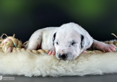 Female | colour white - black, collar red