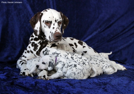 Christi ORMOND First Fairytale with her Christi ORMOND N - Litter 3rd week of life