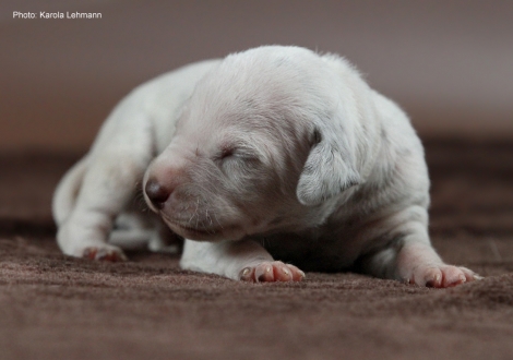 Photo Impressions Christi ORMOND M - Litter 1st week of life