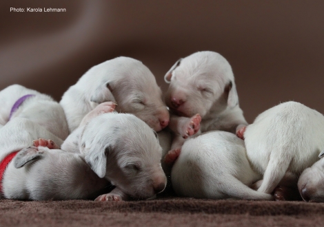 Photo Impressions Christi ORMOND M - Litter 1st week of life