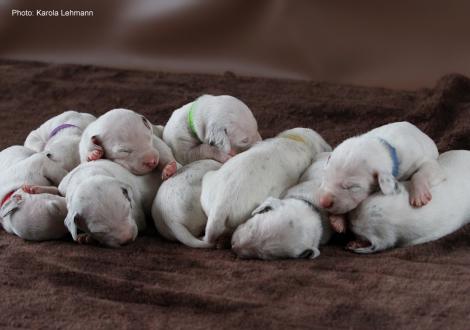 Photo Impressions Christi ORMOND M - Litter 1st week of life