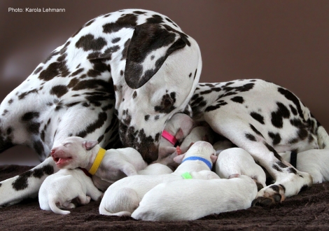 Christi ORMOND Immortal Soul with her Christi ORMOND M - Litter second day of life