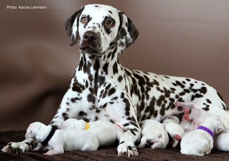 Christi ORMOND Immortal Soul with her Christi ORMOND M - Litter second day of life