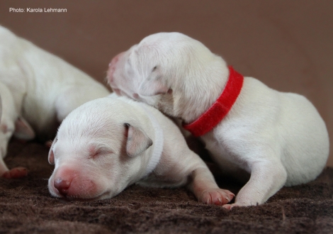 Photo Impressions Christi ORMOND M - Litter second day of life