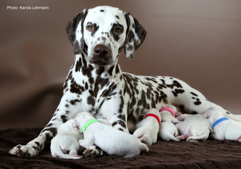 Christi ORMOND Immortal Soul with her Christi ORMOND M - Litter second day of life