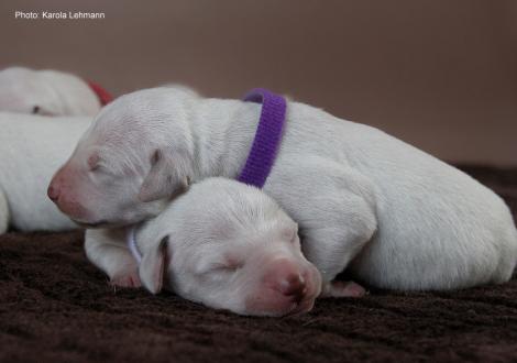 Photo Impressions Christi ORMOND M - Litter second day of life