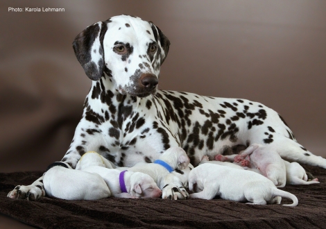 Christi ORMOND Immortal Soul with her Christi ORMOND M - Litter second day of life