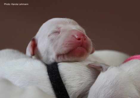 Photo Impressions Christi ORMOND M - Litter second day of life