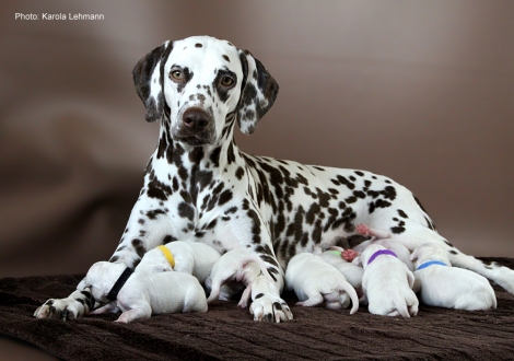 Christi ORMOND Immortal Soul with her Christi ORMOND M - Litter second day of life