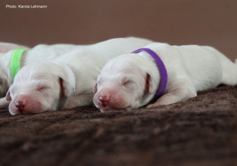 Photo Impressions Christi ORMOND M - Litter second day of life