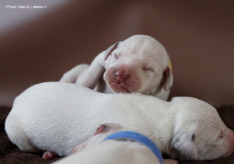 Photo Impressions Christi ORMOND M - Litter second day of life