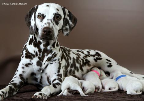 Christi ORMOND Immortal Soul with her Christi ORMOND M - Litter second day of life