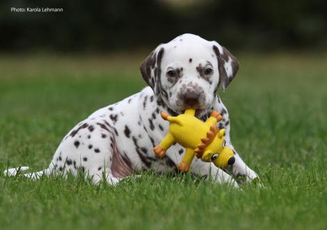 Yellow Collar (male)