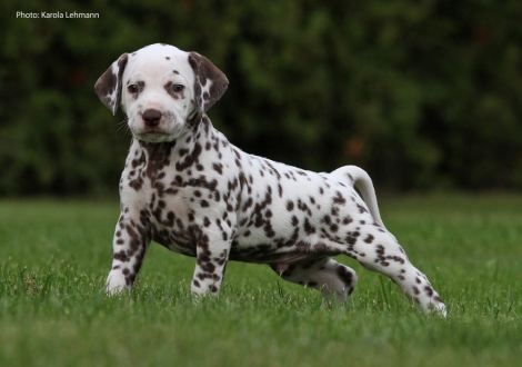 White Collar (male)