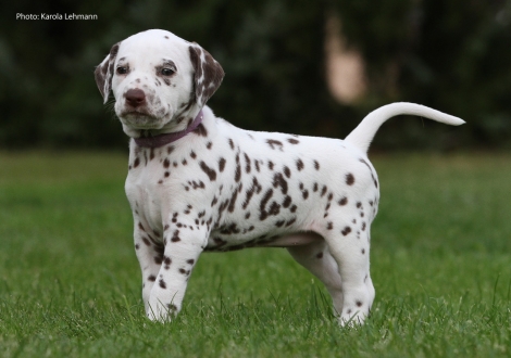 Purple Collar (female)