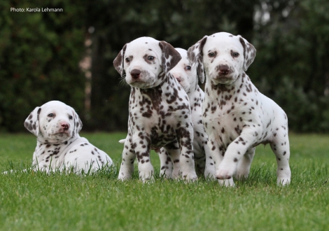 Photo Impressions Christi ORMOND M - Litter 5th week of life