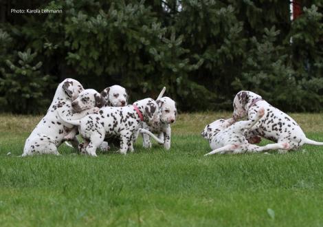 Photo Impressions Christi ORMOND M - Litter 5th week of life