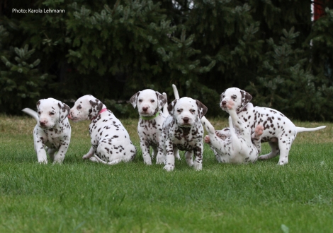 Photo Impressions Christi ORMOND M - Litter 5th week of life