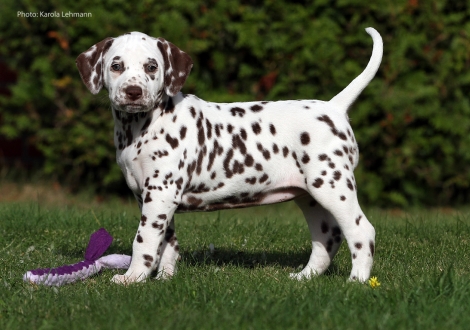 Christi ORMOND Mocha`s Legacy - Purple Collar (female)