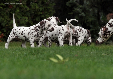 Photo Impressions Christi ORMOND M - Litter 6th week of life