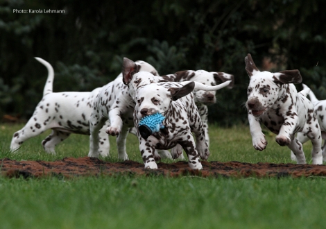 Photo Impressions Christi ORMOND M - Litter 6th week of life