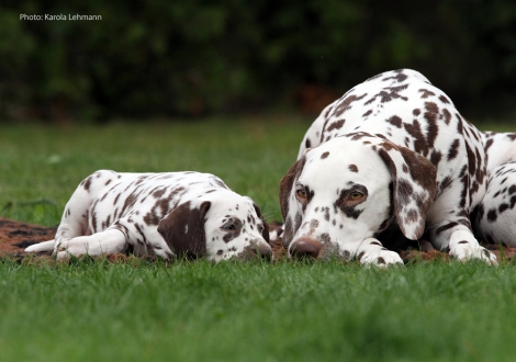 Christi ORMOND Immortal Soul with her Christi ORMOND M - Litter 6th week of life