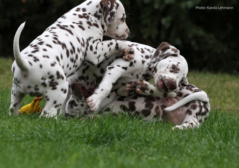 Photo Impressions Christi ORMOND M - Litter 6th week of life