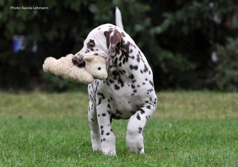 Christi ORMOND Mocha`s Legacy (female)