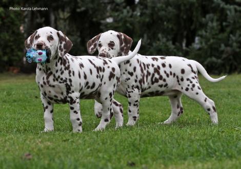 Christi ORMOND Mocha`s Legacy (female) and Christi ORMOND My Memory (female)